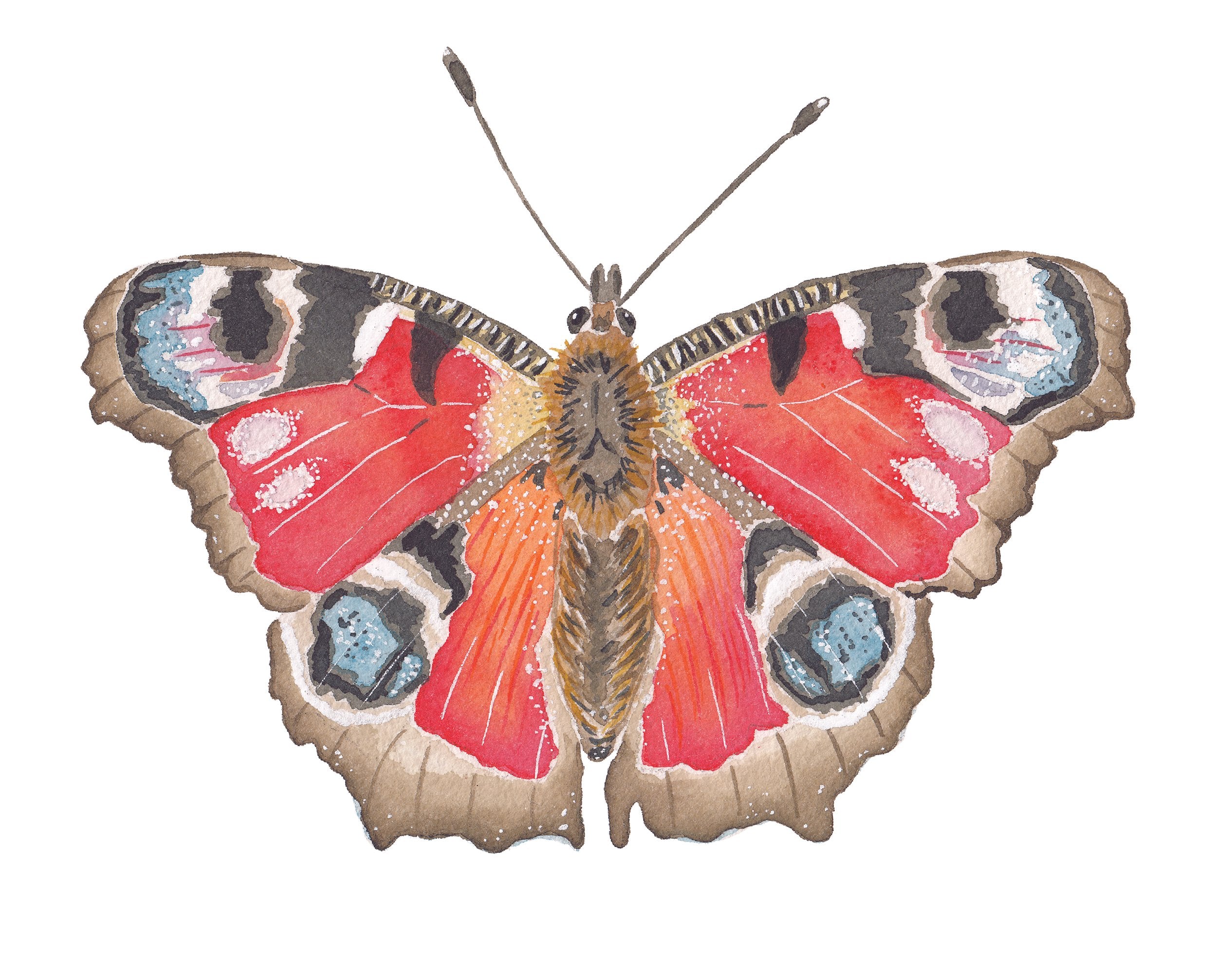 Peacock Butterfly Acrylic Art Block