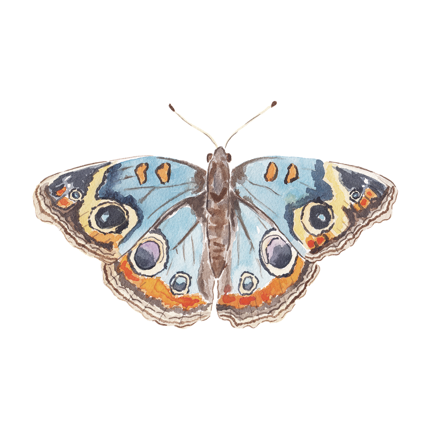 Blue and Orange Butterfly Acrylic Art Block